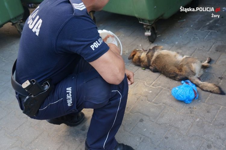 Żory: kto bestialsko zabił psa i wrzucił go do kontenera na używaną odzież?, Policja