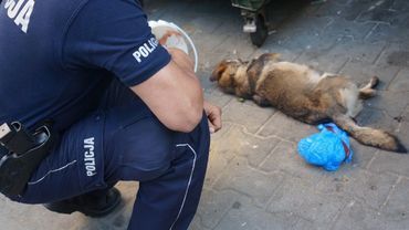 Policjanci z Żor dalej szukają właściciela zabitego psa. Sprawdzają każdy sygnał otrzymany od mieszkańców