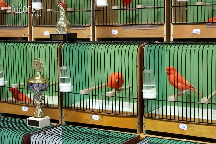 Klub Wisus: wystawa kanarków i egzotycznych ptaków, Wioleta Kurzydem