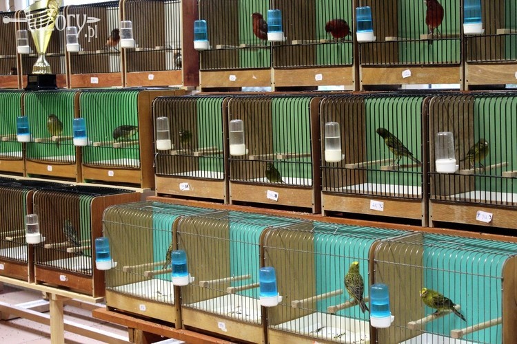 Klub Wisus: wystawa kanarków i egzotycznych ptaków, Wioleta Kurzydem