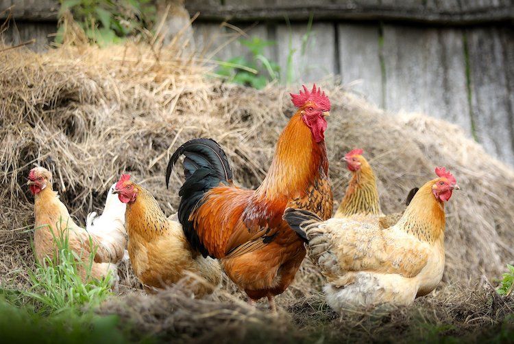 Rejony Baranowic zagrożone ptasią grypą, pixabay
