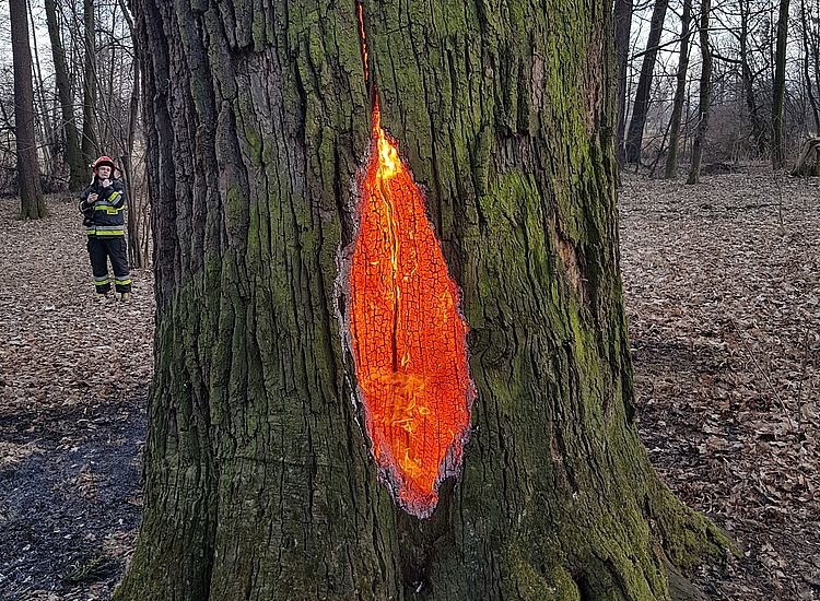 Ogień w parku w Baranowicach. Palił się pomnik przyrody (zdjęcia), 