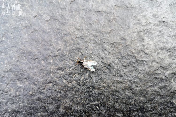 „Inwazja” latających mrówek w regionie!, 