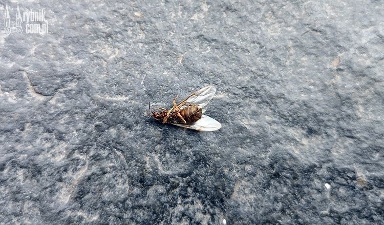 „Inwazja” latających mrówek w regionie!, 