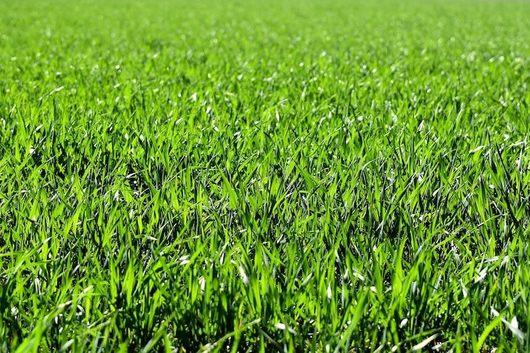 W Żorach koszą już trawę. Widzieliście?, pixabay