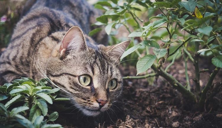 Odbierz karmę i dokarm wolno żyjące koty, pixabay