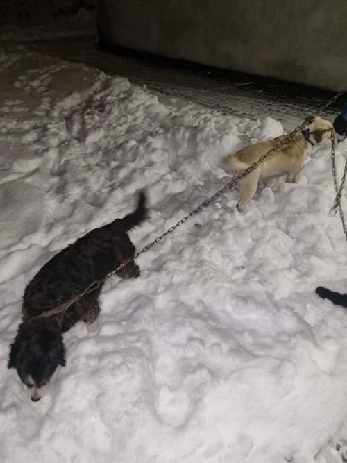 Zamiast budy miały lodówkę. Psy marzły w śniegu i mrozie (zdjęcia), Pet Patrol Rybnik