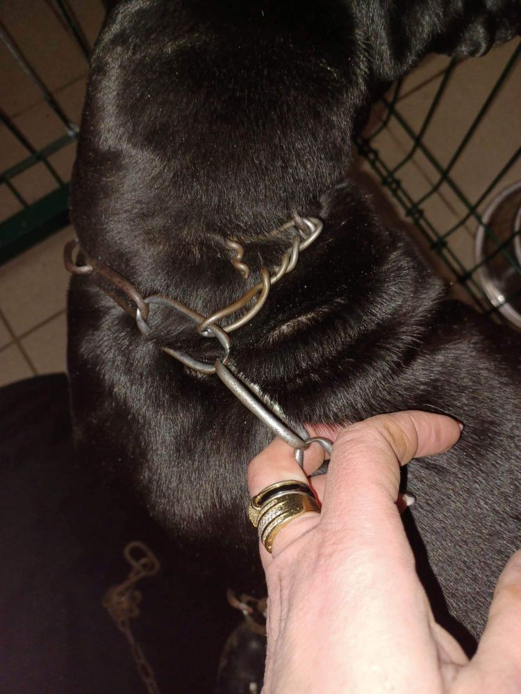 Kolejna interwencja Pet Patrolu. Zamiast obroży suczka w ciąży miała na szyi drut, na posesji była też koza, Pet Patrol Rybnik
