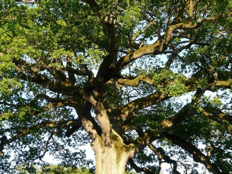 Zniesiono formy ochrony przyrody dla 10 drzew. Dlaczego?, 