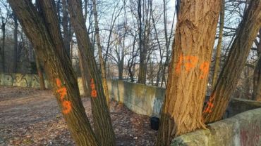 Wycinka drzew w Parku Zdrojowym. Po co? Dlaczego? Ile drzew zostanie ściętych?