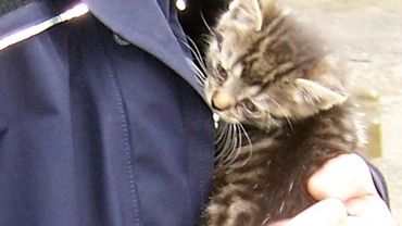 Żory: policjant uratował małego, wyczerpanego kotka. Teraz szuka dla niego domu
