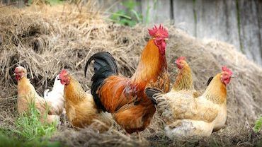 Rejony Baranowic zagrożone ptasią grypą