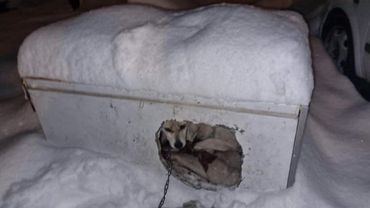 Zamiast budy miały lodówkę. Psy marzły w śniegu i mrozie (zdjęcia)