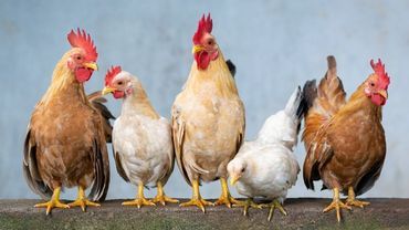 Uwaga. Informacja o zagrożeniu ptasią grypą