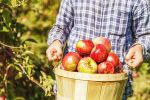 Chcesz szybko zarobić w wakacje? Zagraniczne jabłka i gruszki to wdzięczny temat