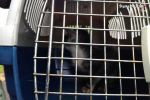 Służby mundurowe ratowały kota uwięzionego w komorze silnika, Policja