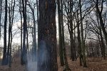 Ogień w parku w Baranowicach. Palił się pomnik przyrody (zdjęcia), 