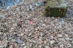 Żory: młodzież pozostawiła po sobie śmieci i opakowania po lekach w baranowickim lesie, Ewa Kałus