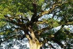 Zniesiono formy ochrony przyrody dla 10 drzew. Dlaczego?, 