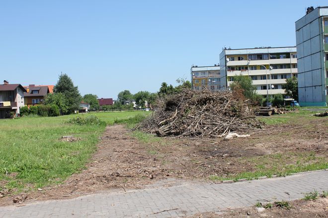 Egzekucja drzew. Co się stało z urokliwym parkiem przy magistracie?, mk