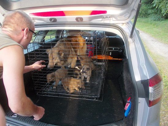 Interwencja: uratowano 30 psów. Pilnie szukają dla nich nowych właścicieli, Żorskie Stowarzyszenie Dla Zwierząt