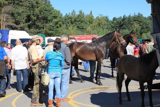Ostatni targ koński w Żorach odbył się w październiku. 