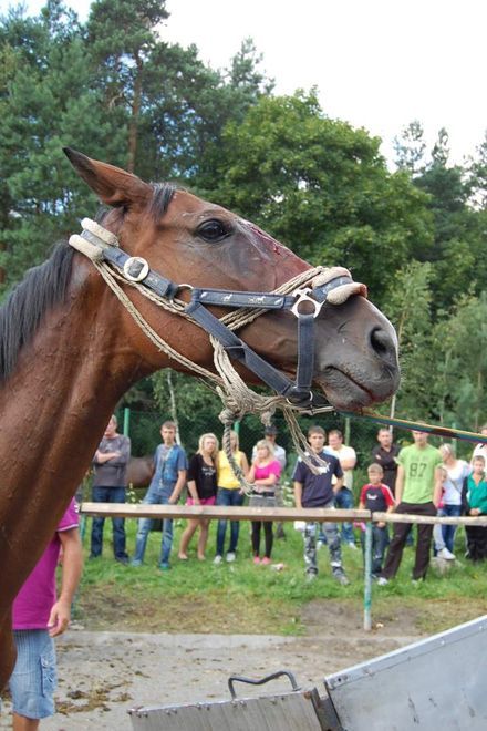 Fundacja ''Przyjaciele dla zwierząt'' apeluje o zamknięcie targowiska końskiego w Żorach.