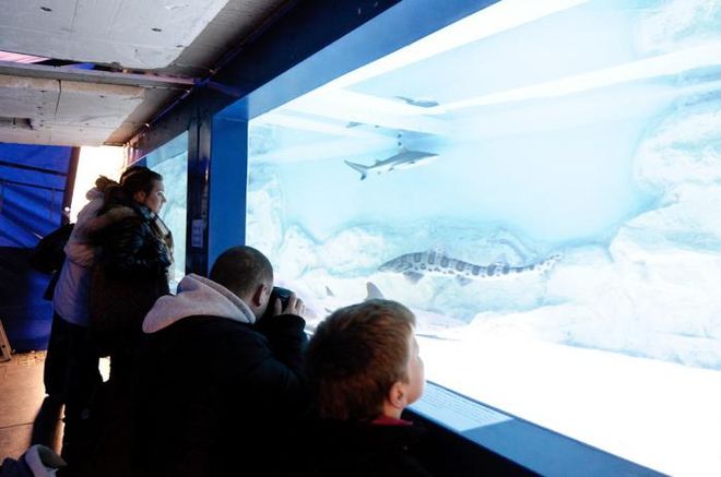 Na żorski Rynek przyjedzie mobilne akwarium z żywymi rekinami, mat. prasowe
